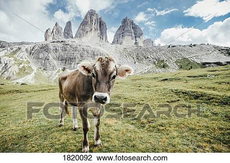 Portrait cow in green field below rugged mountains, Drei Zinnen Nature Park, South Tyrol, Italy View Large Photo Image Stock Image - Portrait cow in green field below rugged mountains, Drei Zinnen Nature Park, South Tyrol, Italy. Fotosearch