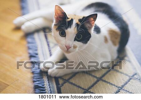 Portrait curious cat laying on rug View Large Photo Image Stock Image - Portrait curious cat laying on rug. Fotosearch