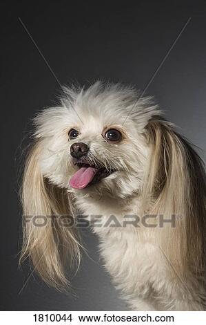 Picture - Portrait cute dog. Fotosearch