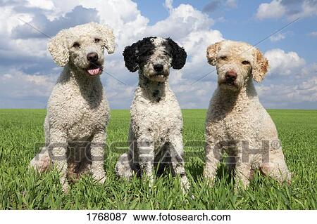Stock Photo - Portrait cute dogs in sunny, rural field. Fotosearch