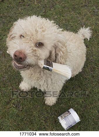 Picture - Portrait cute labradoodle holding paintbrush. Fotosearch