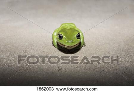 Portrait cute, tiny green tree frog View Large Photo Image Stock Image - Portrait cute, tiny green tree frog. Fotosearch