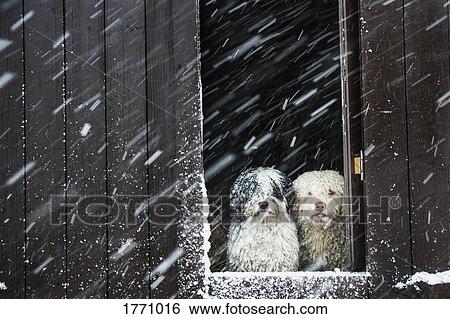 Portrait dogs watching snow from barn window View Large Photo Image Stock Photograph - Portrait dogs watching snow from barn window. Fotosearch