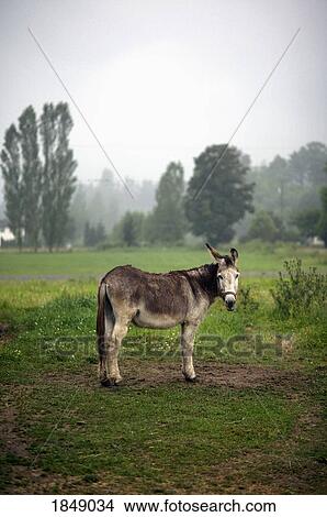 Picture - Portrait donkey in rural field, Agassiz, British Columbia, Canada. Fotosearch