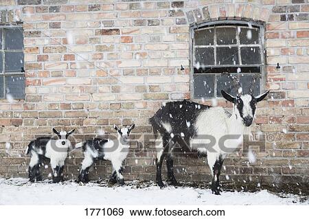 Portrait goats along barn wall in snow View Large Photo Image Stock Photo - Portrait goats along barn wall in snow. Fotosearch