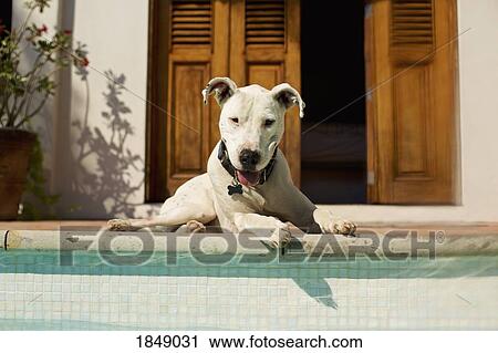 Portrait happy dog laying at sunny poolside View Large Photo Image Stock Image - Portrait happy dog laying at sunny poolside. Fotosearch