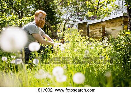 Portrait happy man with beard gardening in sunny garden View Large Photo Image Stock Image - Portrait happy man with beard gardening in sunny garden. Fotosearch