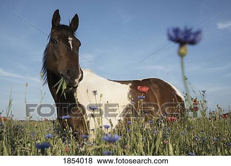 Portrait horse grazing in sunny rural field with wildflowers View Large Photo Image Stock Photo - Portrait horse grazing in sunny rural field with wildflowers. Fotosearch