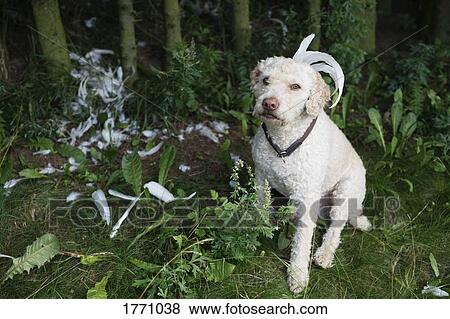 Stock Photo - Portrait labradoodle with feathers in woods. Fotosearch