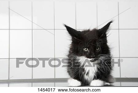 Portrait of cat sitting on table at clinic View Large Photo Image Stock Photo - Portrait of cat sitting on table at clinic. Fotosearch