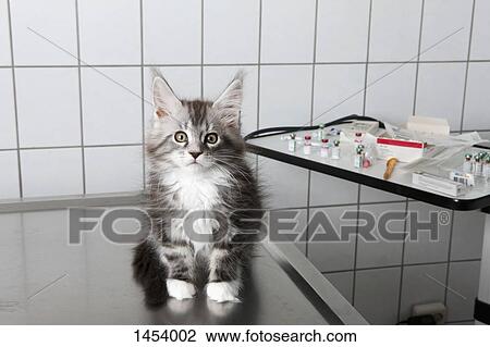 Stock Image - Portrait of cat sitting on table at vet clinic. Fotosearch