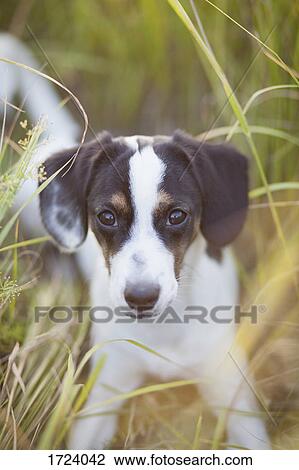 Portrait of dog lying on grassy field during sunny day View Large Photo Image Stock Image - Portrait of dog lying on grassy field during sunny day. Fotosearch