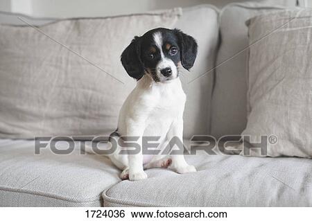 Portrait of dog sitting against cushions on sofa at home View Large Photo Image Stock Photograph - Portrait of dog sitting against cushions on sofa at home. Fotosearch