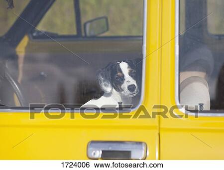 Portrait of dog sitting in yellow car on sunny day View Large Photo Image Stock Photograph - Portrait of dog sitting in yellow car on sunny day. Fotosearch