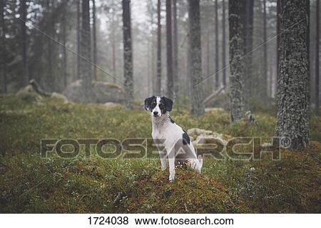 Stock Photo - Portrait of dog sitting on grass against trees in forest. Fotosearch