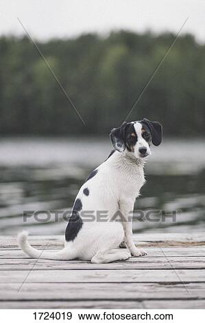 Stock Photo - Portrait of dog sitting on jetty by lake at forest. Fotosearch