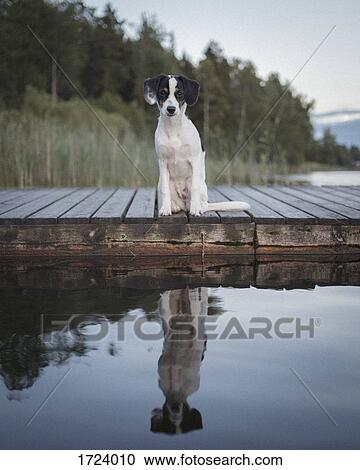 Stock Image - Portrait of dog sitting on jetty while reflecting in lake at forest. Fotosearch