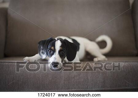 Stock Photo - Portrait of dog sitting on sofa at home. Fotosearch