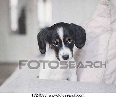 Portrait of dog sitting on white sofa at home View Large Photo Image Stock Image - Portrait of dog sitting on white sofa at home. Fotosearch