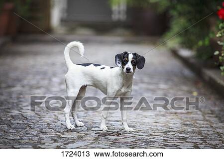 Portrait of dog standing on cobbled street at yard View Large Photo Image Stock Image - Portrait of dog standing on cobbled street at yard. Fotosearch
