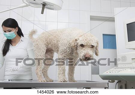 Portrait of dog standing table while veterinarian working in background at clinic View Large Photo Image Stock Photograph - Portrait of dog standing table while veterinarian working in background at clinic. Fotosearch