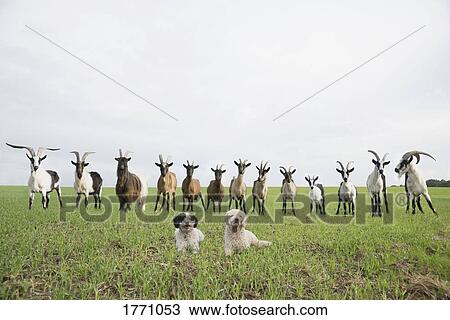 Portrait of goats and dogs in rural field View Large Photo Image Stock Image - Portrait of goats and dogs in rural field. Fotosearch