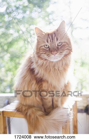 Stock Photo - Portrait of Maine Coon cat sitting on wooden stool during sunny day. Fotosearch