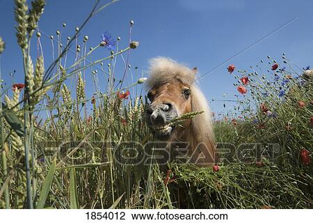 Portrait pony in sunny rural field with wildflowers View Large Photo Image Stock Image - Portrait pony in sunny rural field with wildflowers. Fotosearch