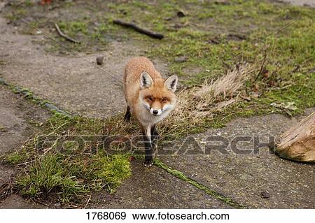 Stock Photo - Portrait red fox. Fotosearch