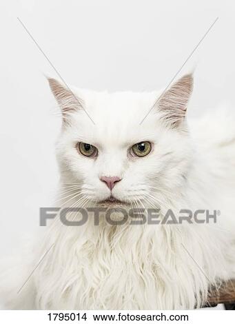 Portrait serious white cat View Large Photo Image Picture - Portrait serious white cat. Fotosearch