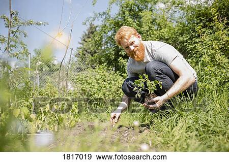 Stock Photo - Portrait smiling man with beard planting sapling in sunny vegetable garden. Fotosearch