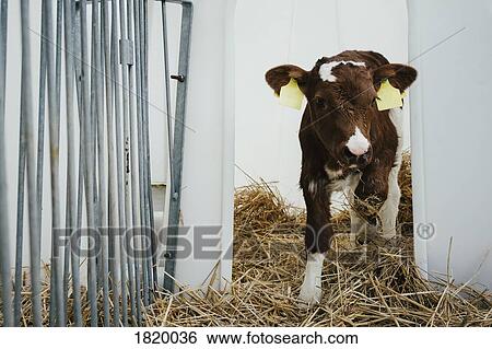 Portrait tagged cow calf View Large Photo Image Stock Photograph - Portrait tagged cow calf. Fotosearch