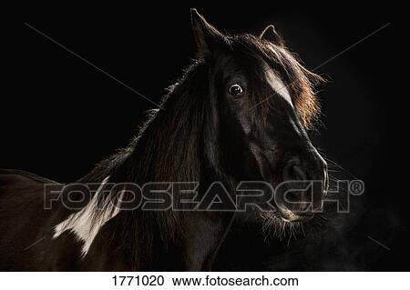 Stock Image - Portrait wide-eyed horse on black background. Fotosearch