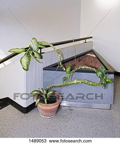 Potted plant by railing View Large Photo Image Stock Image - Potted plant by railing. Fotosearch