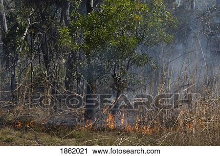 Preventative patch burning fire in woods, Kakadu National Park, Australia View Large Photo Image Stock Image - Preventative patch burning fire in woods, Kakadu National Park, Australia. Fotosearch