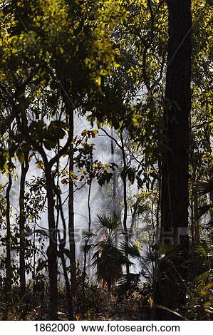 Stock Photo - Preventative patch burning fire in tropical forest, Kakadu National Park, Australia. Fotosearch