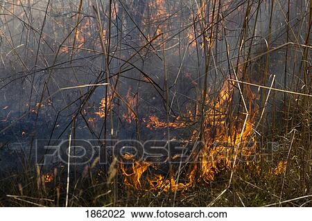 Stock Image - Preventative patch burning fire. Fotosearch