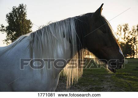 Profile brown and white horse View Large Photo Image Stock Image - Profile brown and white horse. Fotosearch