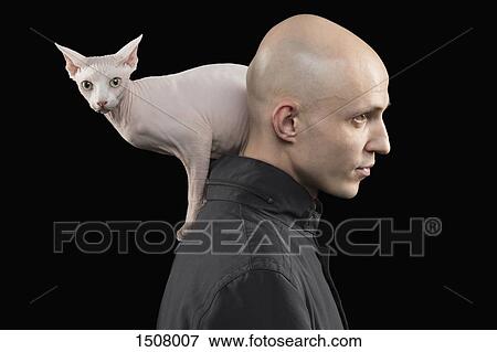 Profile view of bald man carrying Sphynx hairless cat on shoulder against black background View Large Photo Image Stock Photo - Profile view of bald man carrying Sphynx hairless cat on shoulder against black background. Fotosearch