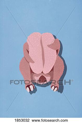 Raw chicken on blue background View Large Photo Image Stock Image - Raw chicken on blue background. Fotosearch