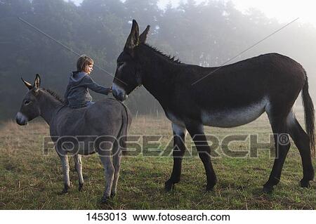 Stock Image - Rear view of girl touching mule while sitting on donkey at field. Fotosearch