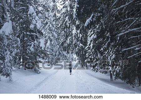 Rear view of woman walking on snow covered field amidst trees, Val di Fiemme View Large Photo Image Stock Photo - Rear view of woman walking on snow covered field amidst trees, Val di Fiemme. Fotosearch