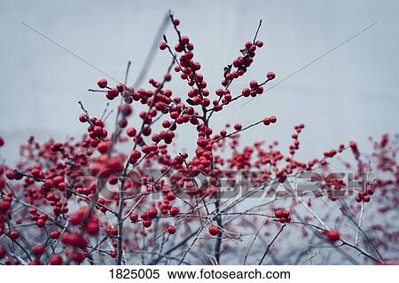 Stock Photography - Red berries growing on winter plant. Fotosearch