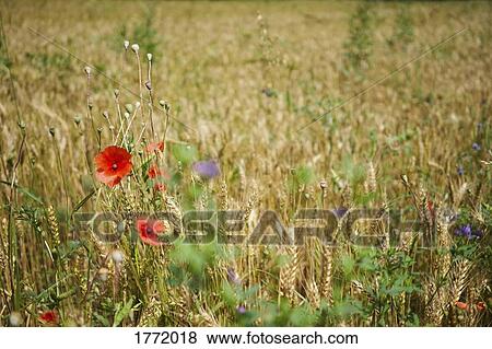 Stock Photo - Red poppy wildflowers in rural wheat field. Fotosearch