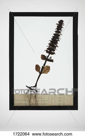 Picture - Reproduction of Ajuga plant specimen. Fotosearch