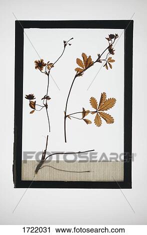 Reproduction of Cinquefoil plant specimen View Large Photo Image Stock Image - Reproduction of Cinquefoil plant specimen. Fotosearch