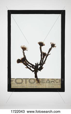 Reproduction of Coltsfoot plant specimen View Large Photo Image Stock Image - Reproduction of Coltsfoot plant specimen. Fotosearch