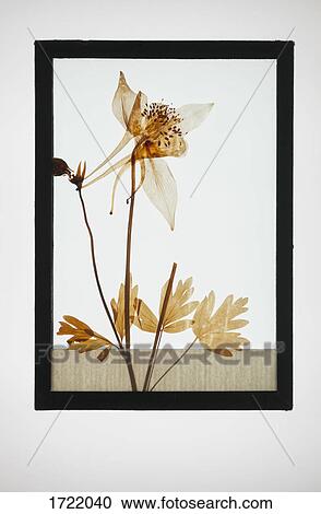 Reproduction of Columbine plant specimen View Large Photo Image Stock Image - Reproduction of Columbine plant specimen. Fotosearch