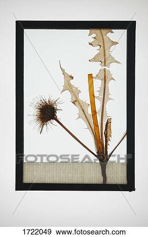 Reproduction of Common Dandelion plant specimen View Large Photo Image Stock Photo - Reproduction of Common Dandelion plant specimen. Fotosearch