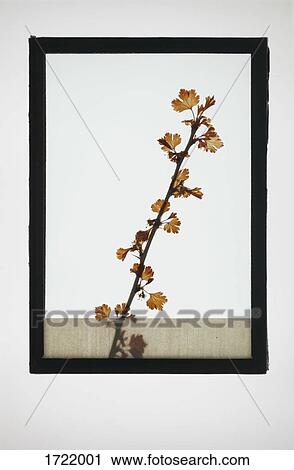 Reproduction of Common Hawthorn plant specimen View Large Photo Image Stock Image - Reproduction of Common Hawthorn plant specimen. Fotosearch